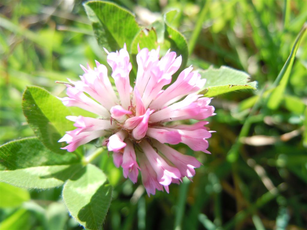 Trifolium da determinare - Trifolium cfr. pratense